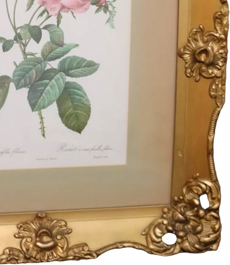 Large Framed Pierre-Joseph Redouté "Rosa Centifolia Foliacea" Botanical Print