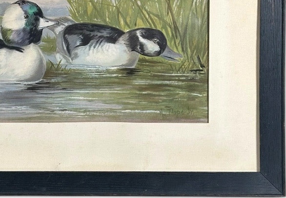 Antique 1878 Alexander Pope Jr Duck Chromolithograph Bufflehead Ducks Framed