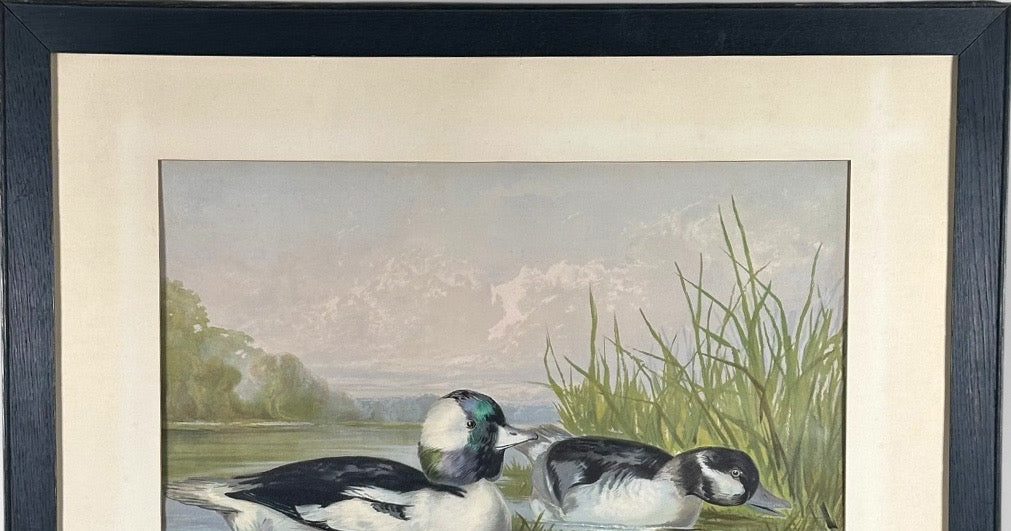 Antique 1878 Alexander Pope Jr Duck Chromolithograph Bufflehead Ducks Framed