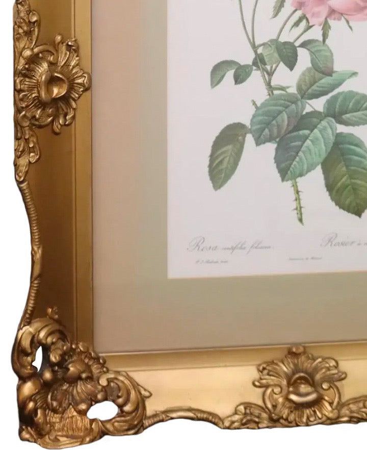 Large Framed Pierre-Joseph Redouté "Rosa Centifolia Foliacea" Botanical Print