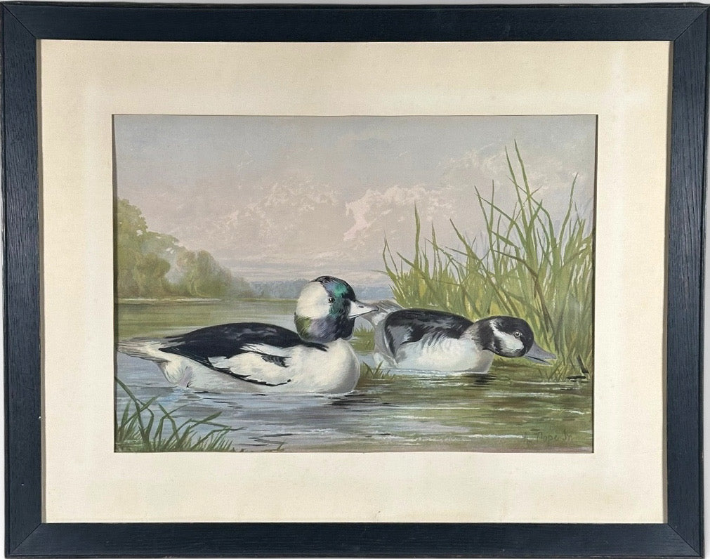 Antique 1878 Alexander Pope Jr Duck Chromolithograph Bufflehead Ducks Framed