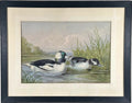 Antique 1878 Alexander Pope Jr Duck Chromolithograph Bufflehead Ducks Framed