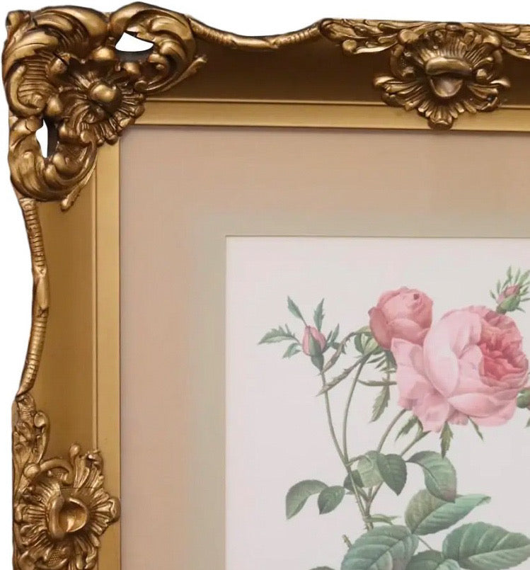 Large Framed Pierre-Joseph Redouté "Rosa Centifolia Foliacea" Botanical Print