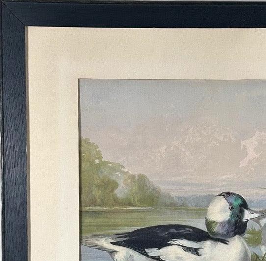 Antique 1878 Alexander Pope Jr Duck Chromolithograph Bufflehead Ducks Framed