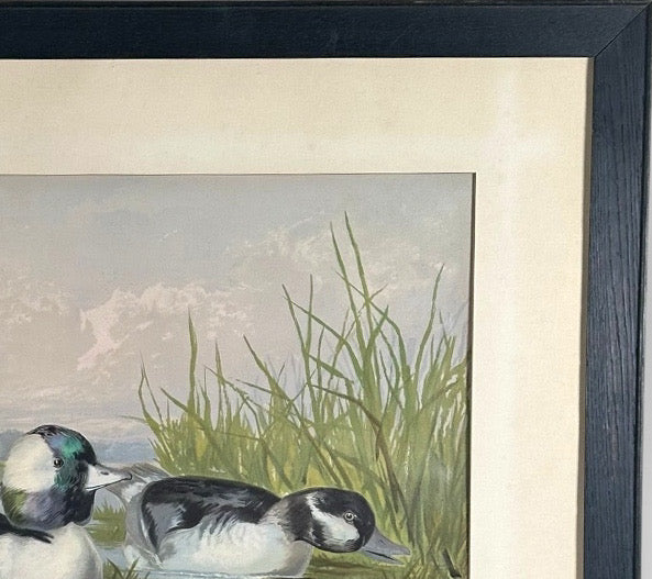 Antique 1878 Alexander Pope Jr Duck Chromolithograph Bufflehead Ducks Framed