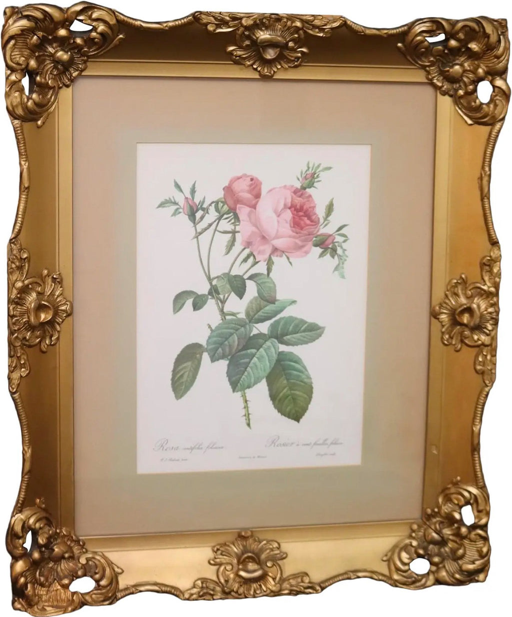 Large Framed Pierre-Joseph Redouté "Rosa Centifolia Foliacea" Botanical Print