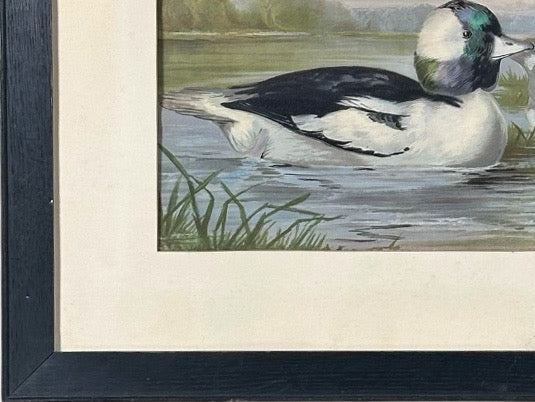 Antique 1878 Alexander Pope Jr Duck Chromolithograph Bufflehead Ducks Framed