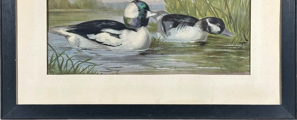 Antique 1878 Alexander Pope Jr Duck Chromolithograph Bufflehead Ducks Framed