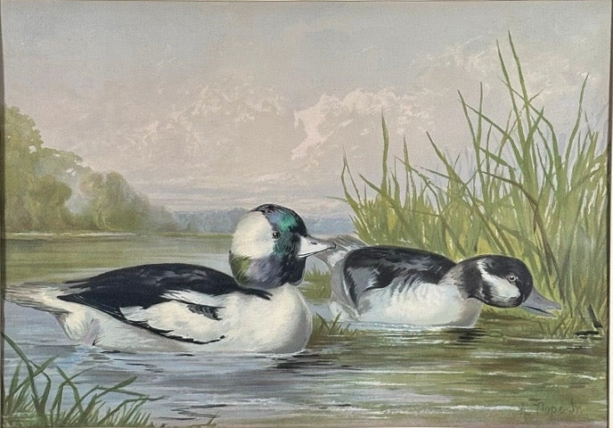 Antique 1878 Alexander Pope Jr Duck Chromolithograph Bufflehead Ducks Framed