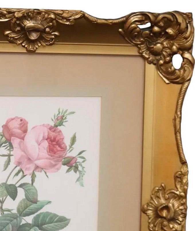 Large Framed Pierre-Joseph Redouté "Rosa Centifolia Foliacea" Botanical Print