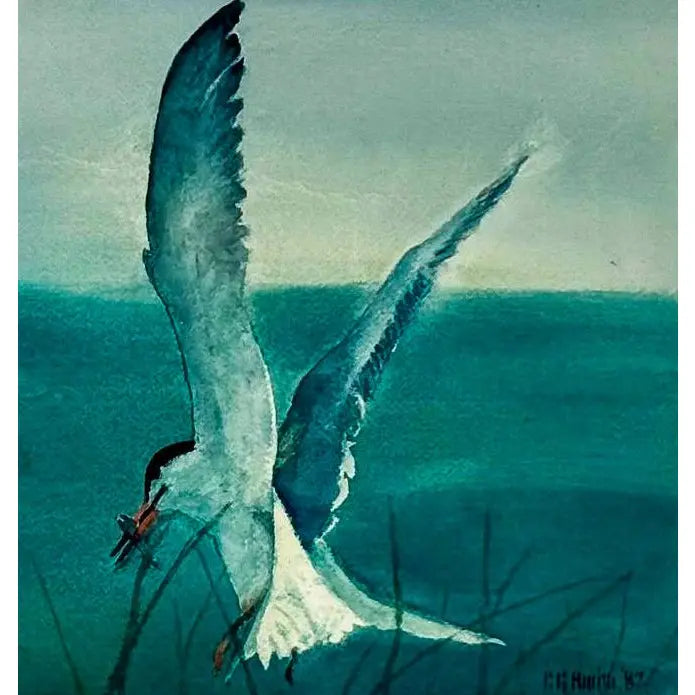 Original 1987 Coastal Watercolor "The Catch" Common Tern Bird Study - Signed C. G. Hurth