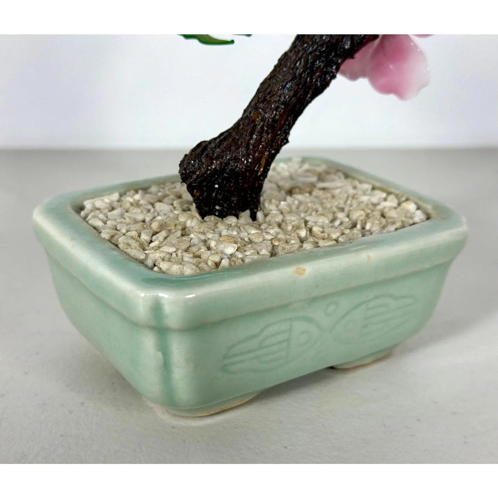 Vintage Mid-Century Flowering "Jade Tree" in Footed Celadon Pot - 10"