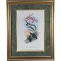 Antique John Gould 1850s Hand Colored Hummingbird Lithograph Campylopterus Delattrei Custom Framed