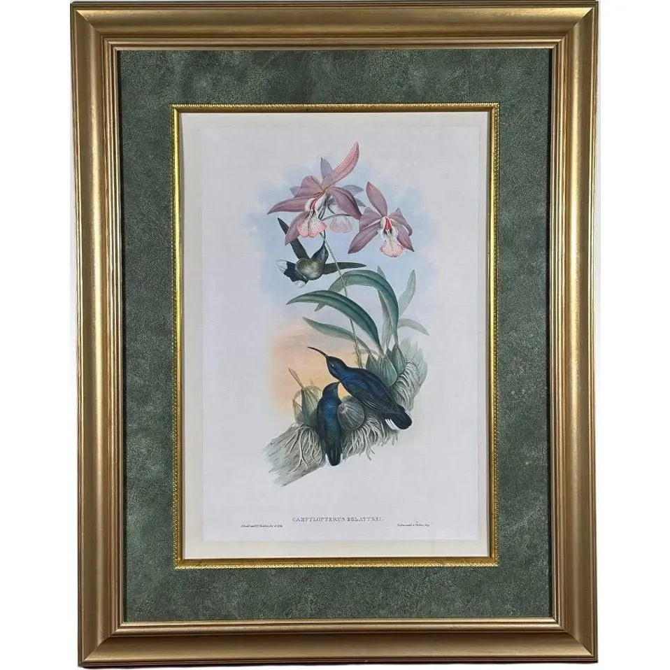 Antique John Gould 1850s Hand Colored Hummingbird Lithograph Campylopterus Delattrei Custom Framed