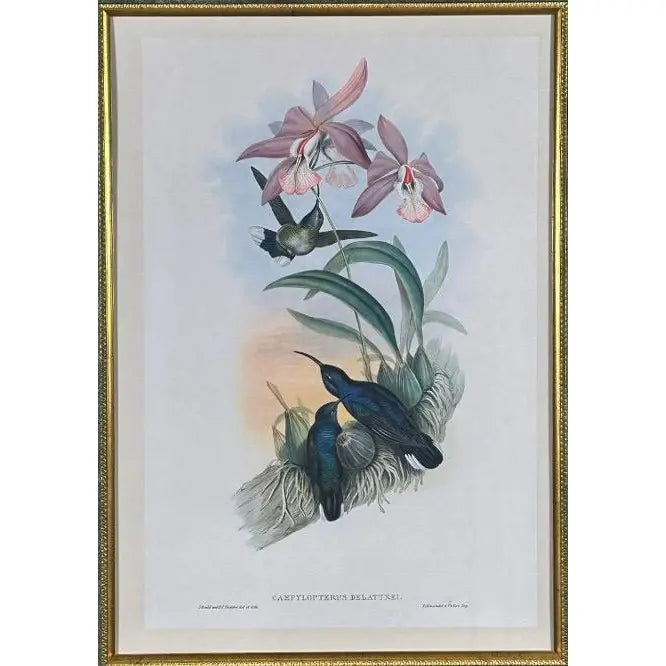 Antique John Gould 1850s Hand Colored Hummingbird Lithograph Campylopterus Delattrei Custom Framed
