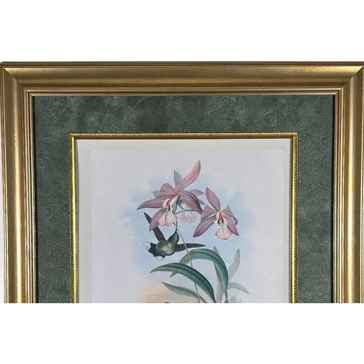 Antique John Gould 1850s Hand Colored Hummingbird Lithograph Campylopterus Delattrei Custom Framed
