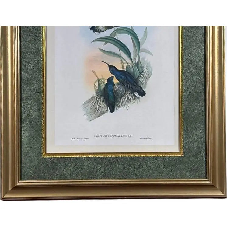 Antique John Gould 1850s Hand Colored Hummingbird Lithograph Campylopterus Delattrei Custom Framed
