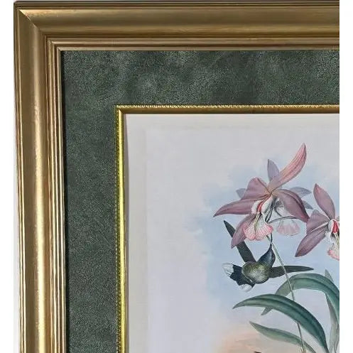Antique John Gould 1850s Hand Colored Hummingbird Lithograph Campylopterus Delattrei Custom Framed