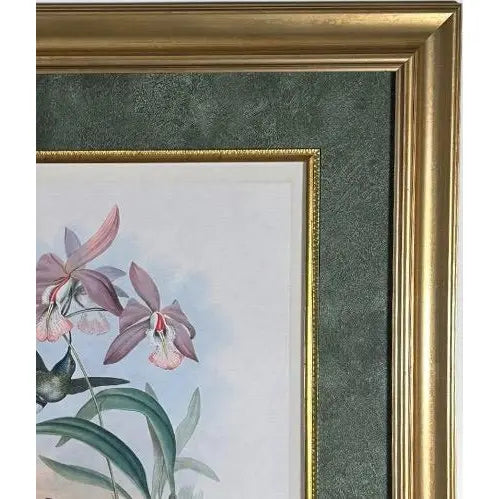 Antique John Gould 1850s Hand Colored Hummingbird Lithograph Campylopterus Delattrei Custom Framed