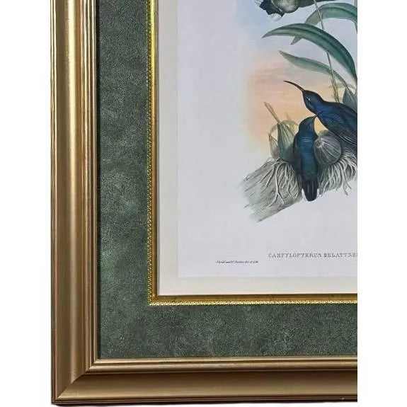 Antique John Gould 1850s Hand Colored Hummingbird Lithograph Campylopterus Delattrei Custom Framed