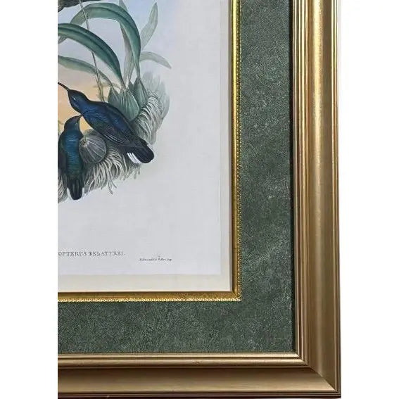 Antique John Gould 1850s Hand Colored Hummingbird Lithograph Campylopterus Delattrei Custom Framed