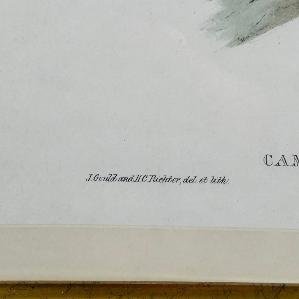 Antique John Gould 1850s Hand Colored Hummingbird Lithograph Campylopterus Delattrei Custom Framed