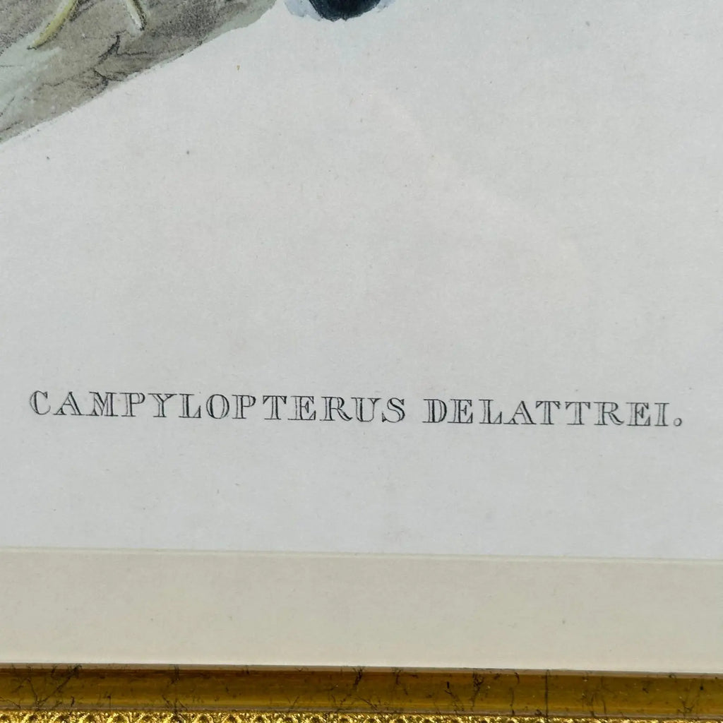 Antique John Gould 1850s Hand Colored Hummingbird Lithograph Campylopterus Delattrei Custom Framed