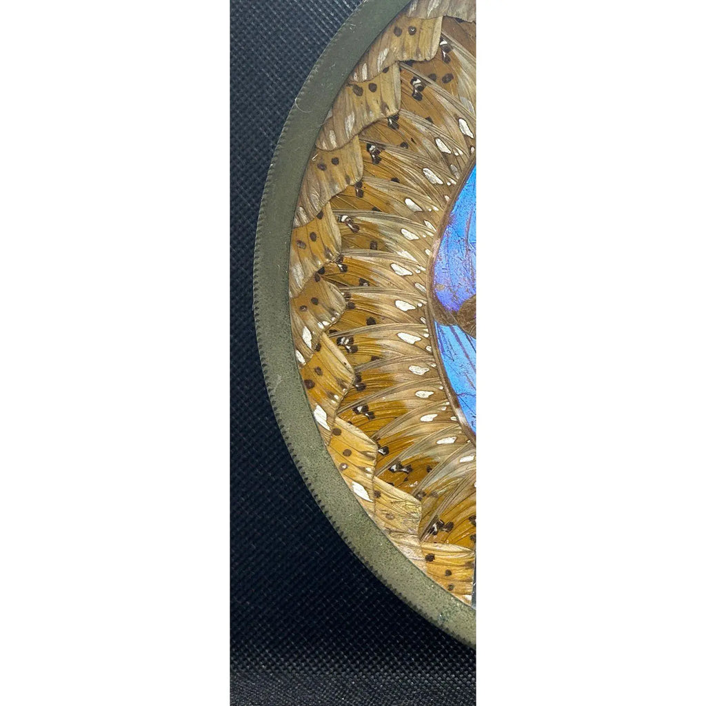 Museum-Quality Antique Brazilian Morpho Butterfly Wing Art Plate