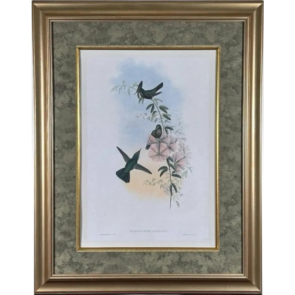 Antique Nineteenth Century John Gould Hummingbird Framed Fine Art Hand Colored Lithograph