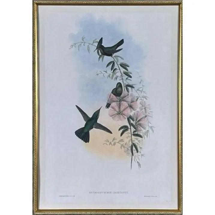 Antique Nineteenth Century John Gould Hummingbird Framed Fine Art Hand Colored Lithograph
