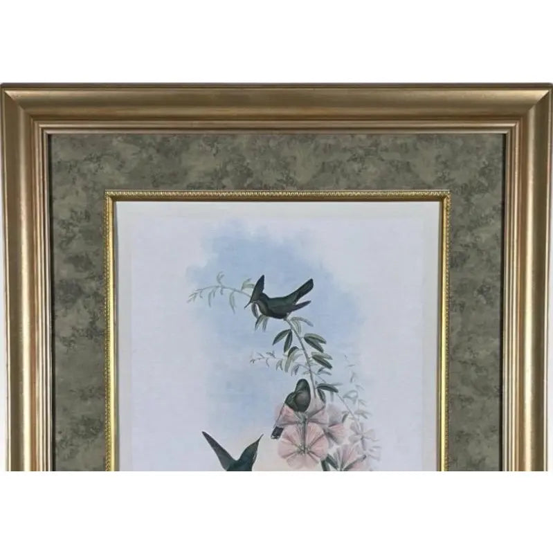 Antique Nineteenth Century John Gould Hummingbird Framed Fine Art Hand Colored Lithograph