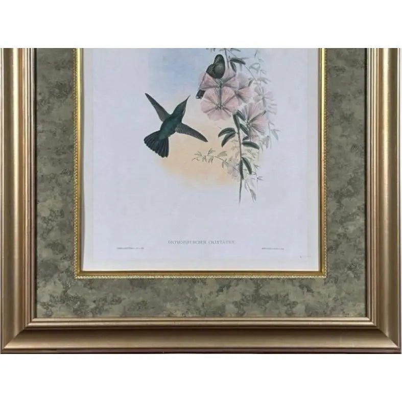 Antique Nineteenth Century John Gould Hummingbird Framed Fine Art Hand Colored Lithograph