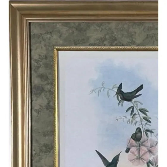 Antique Nineteenth Century John Gould Hummingbird Framed Fine Art Hand Colored Lithograph