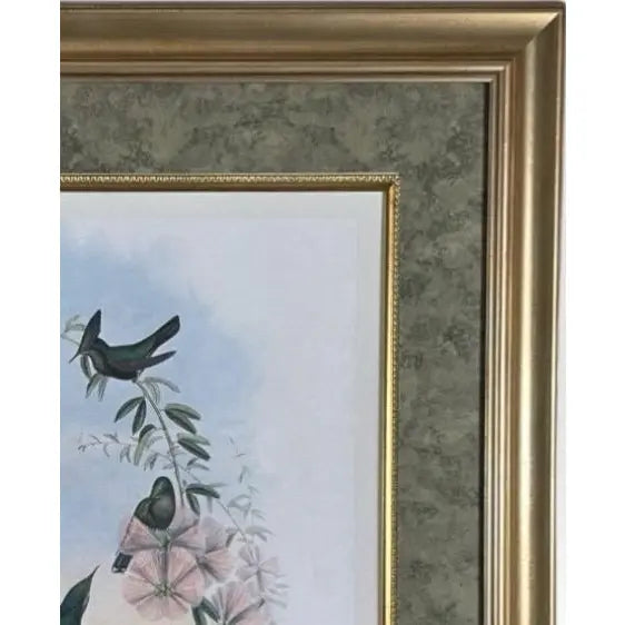 Antique Nineteenth Century John Gould Hummingbird Framed Fine Art Hand Colored Lithograph