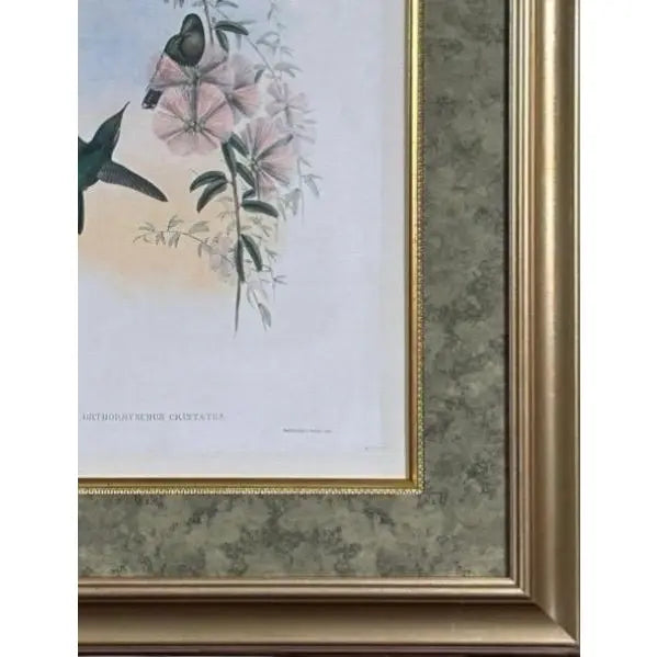 Antique Nineteenth Century John Gould Hummingbird Framed Fine Art Hand Colored Lithograph