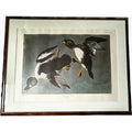 Large Framed John James Audubon Golden-Eyed Duck Primordial Folio Print