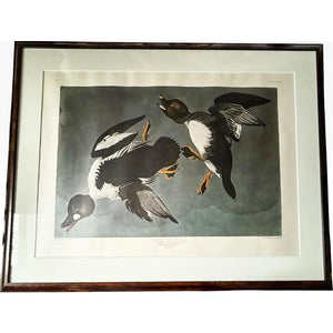 Large Framed John James Audubon Golden-Eyed Duck Primordial Folio Print