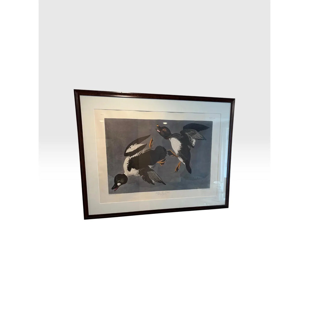 Large Framed John James Audubon Golden-Eyed Duck Primordial Folio Print