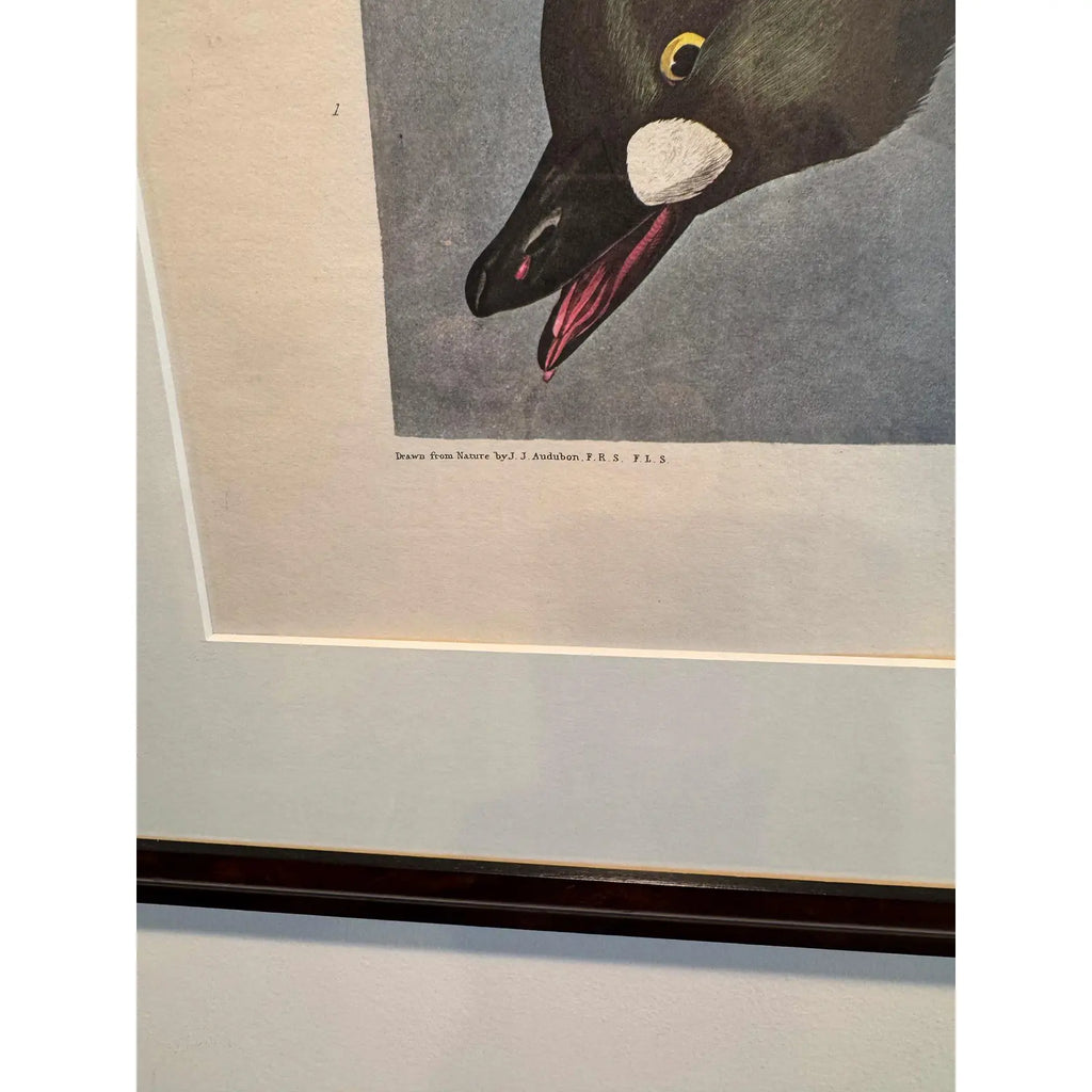Large Framed John James Audubon Golden-Eyed Duck Primordial Folio Print