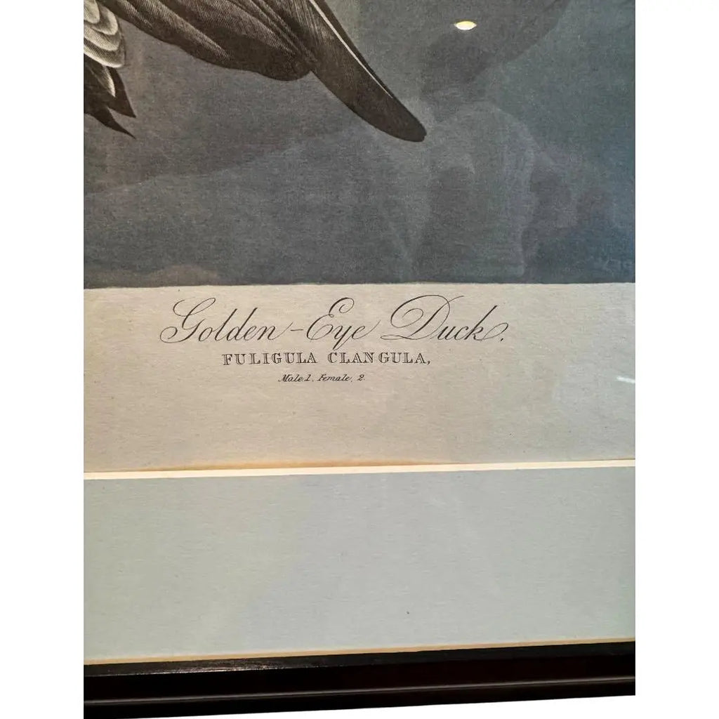 Large Framed John James Audubon Golden-Eyed Duck Primordial Folio Print