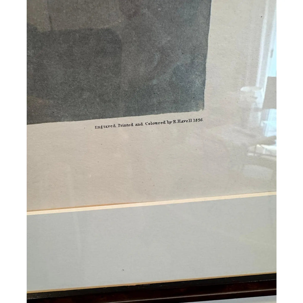 Large Framed John James Audubon Golden-Eyed Duck Primordial Folio Print