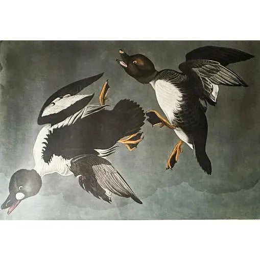 Large Framed John James Audubon Golden-Eyed Duck Primordial Folio Print