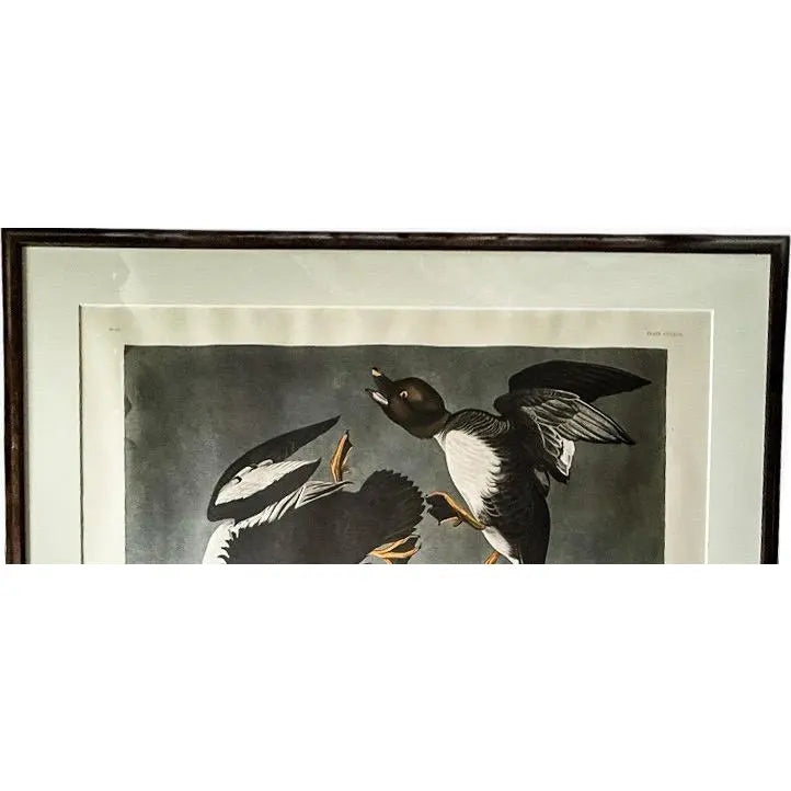 Large Framed John James Audubon Golden-Eyed Duck Primordial Folio Print