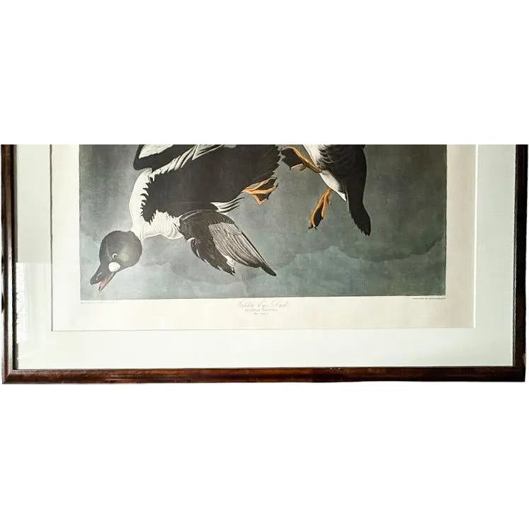Large Framed John James Audubon Golden-Eyed Duck Primordial Folio Print