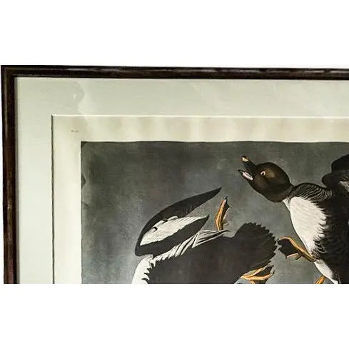 Large Framed John James Audubon Golden-Eyed Duck Primordial Folio Print