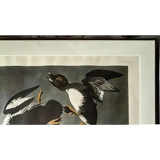 Large Framed John James Audubon Golden-Eyed Duck Primordial Folio Print