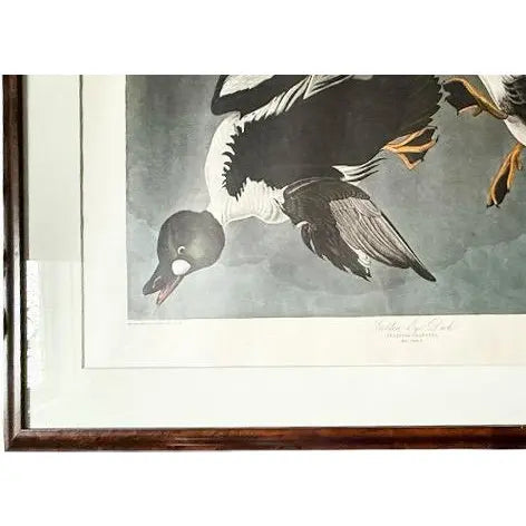 Large Framed John James Audubon Golden-Eyed Duck Primordial Folio Print