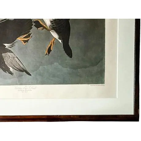 Large Framed John James Audubon Golden-Eyed Duck Primordial Folio Print