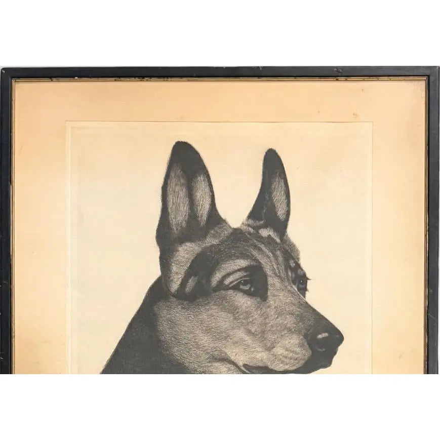Limited Edition Bert Cobb Signed Drypoint Etching German Shepherd Luchs 33 Of 75