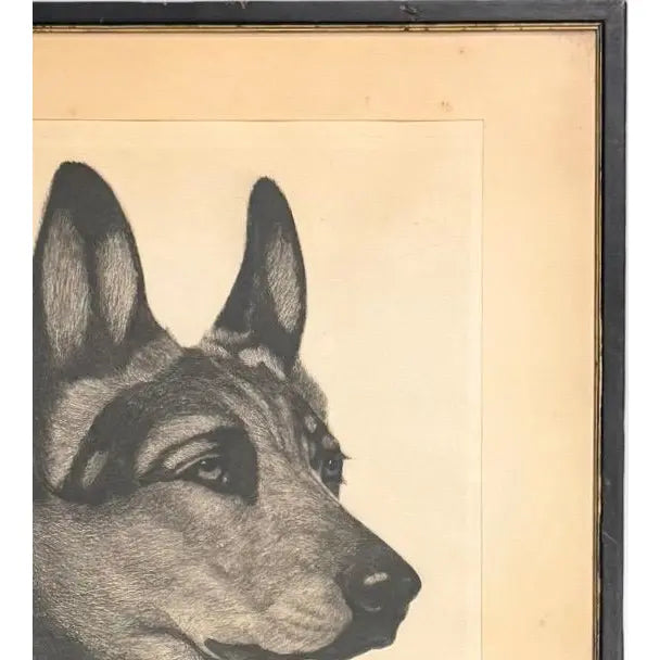 Limited Edition Bert Cobb Signed Drypoint Etching German Shepherd Luchs 33 Of 75